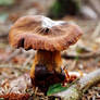 Deadly webcap - Cortinarius rubellus (3)