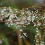 Water Drops on plants 2