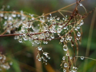 Water Drops on plants 2