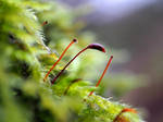 Tiny moss 5 by MayGoldworthy