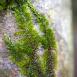 Tiny moss 4 by MayGoldworthy