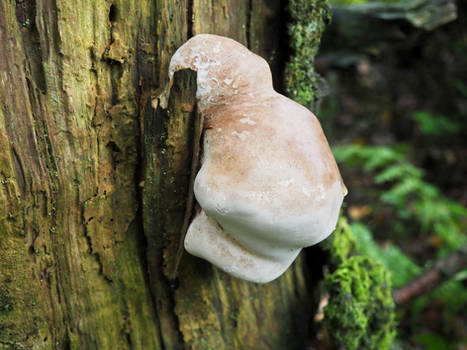 Unidentified Fungi 16