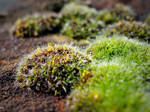 Moss on the Rock by MayGoldworthy