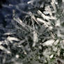 ice crystals