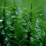 Moss with dew