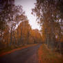Road through the Trees (pinhole effect)