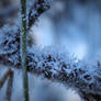 Frozen deadwood
