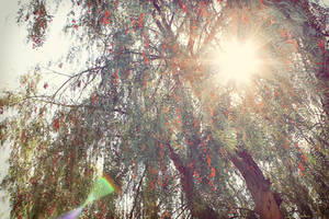 Spring of Life