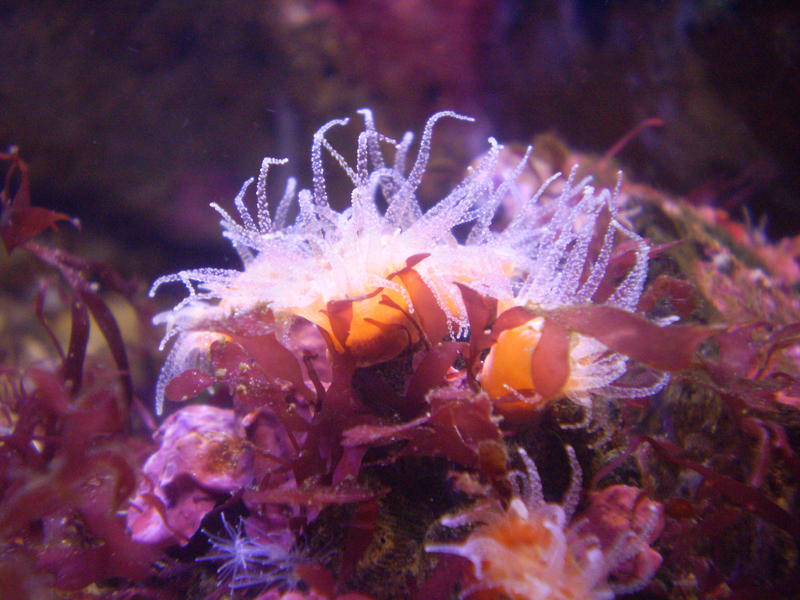 sea anemone