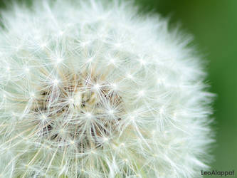 Dandelion by LeoAlappat