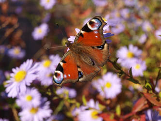 Foto eines Schmetterlings