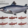 Salmon Process