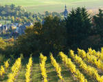 vinyards in autumn by Galoulouloute