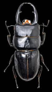 Dorcus Ii Dorcus Miwai by hgjgkfjgyjgftvv on DeviantArt