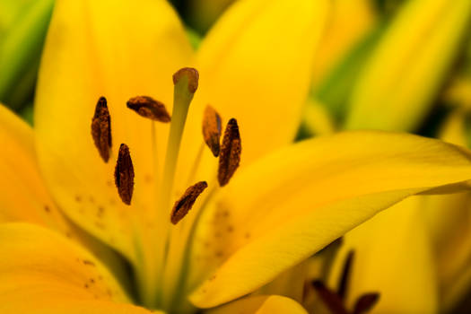 Lily close-up