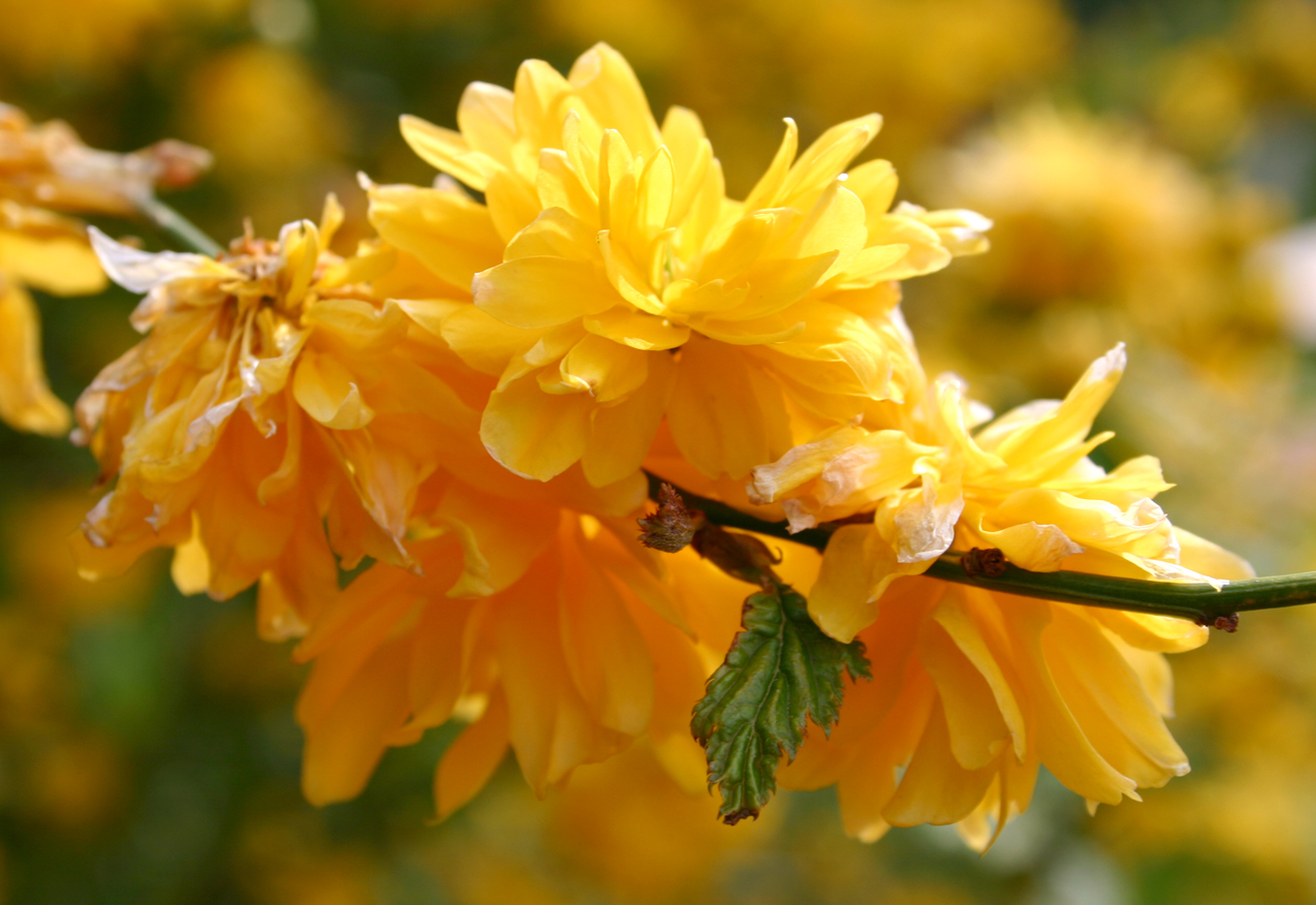 Yellow bush...close up