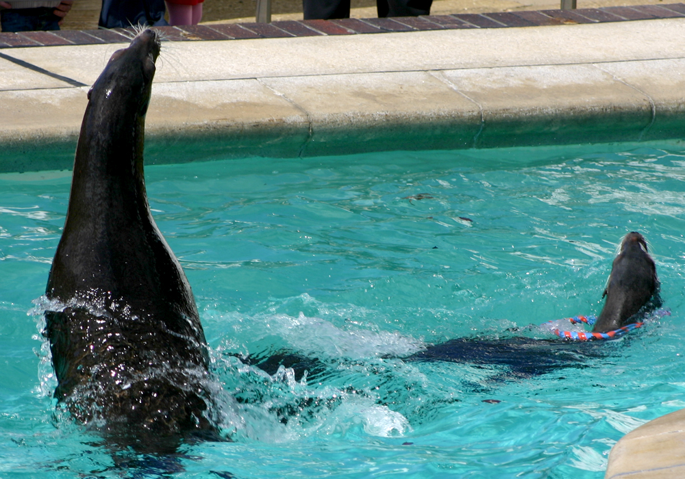 Sea Lions