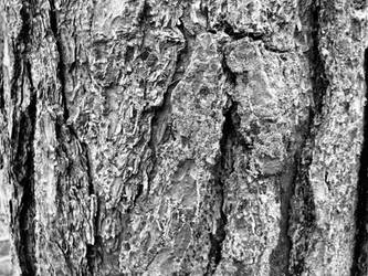 Bark Texture