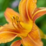 Orange lily