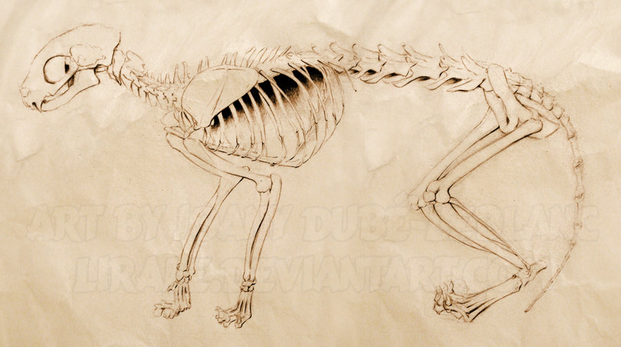 A09 - Anatomy - 4 by lirale