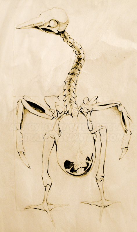 A09 - Anatomy - 5 by lirale