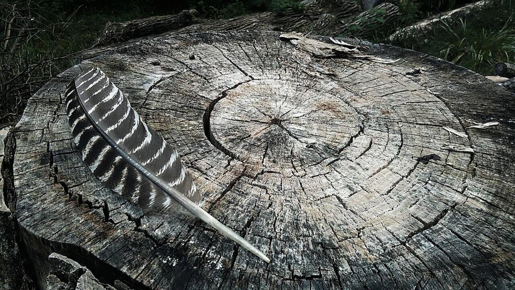 Feather across the Seasons by RippenT on DeviantArt