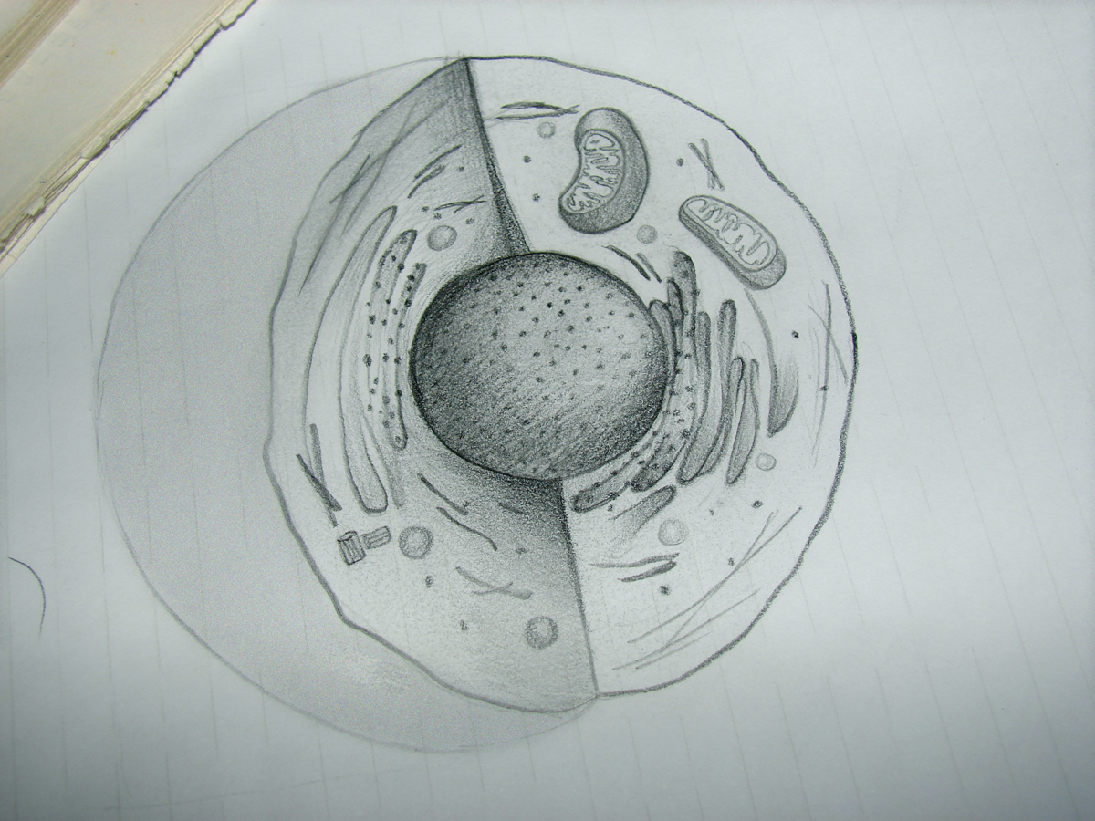 realistic animal cell