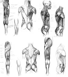 Muscle Studies No.1