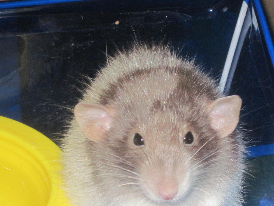 Rocky Ridge Ratties The rattie by OrangePopsicle2 on DeviantArt
