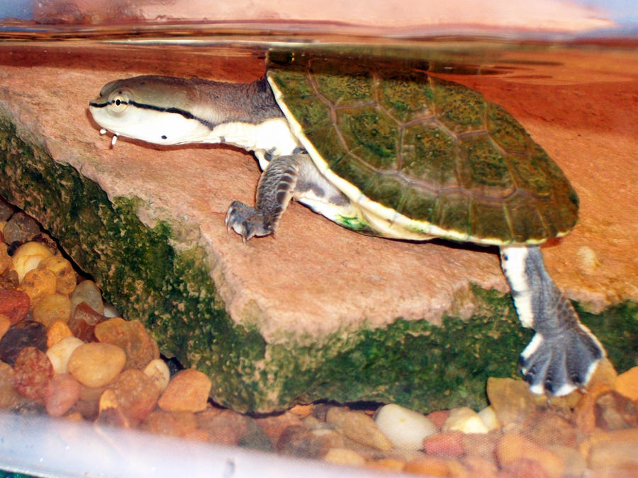 Phrynops hilarii Turtle