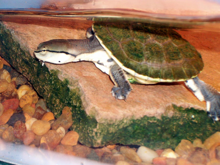 Phrynops hilarii Turtle