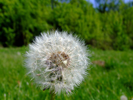 Life is a dandelion