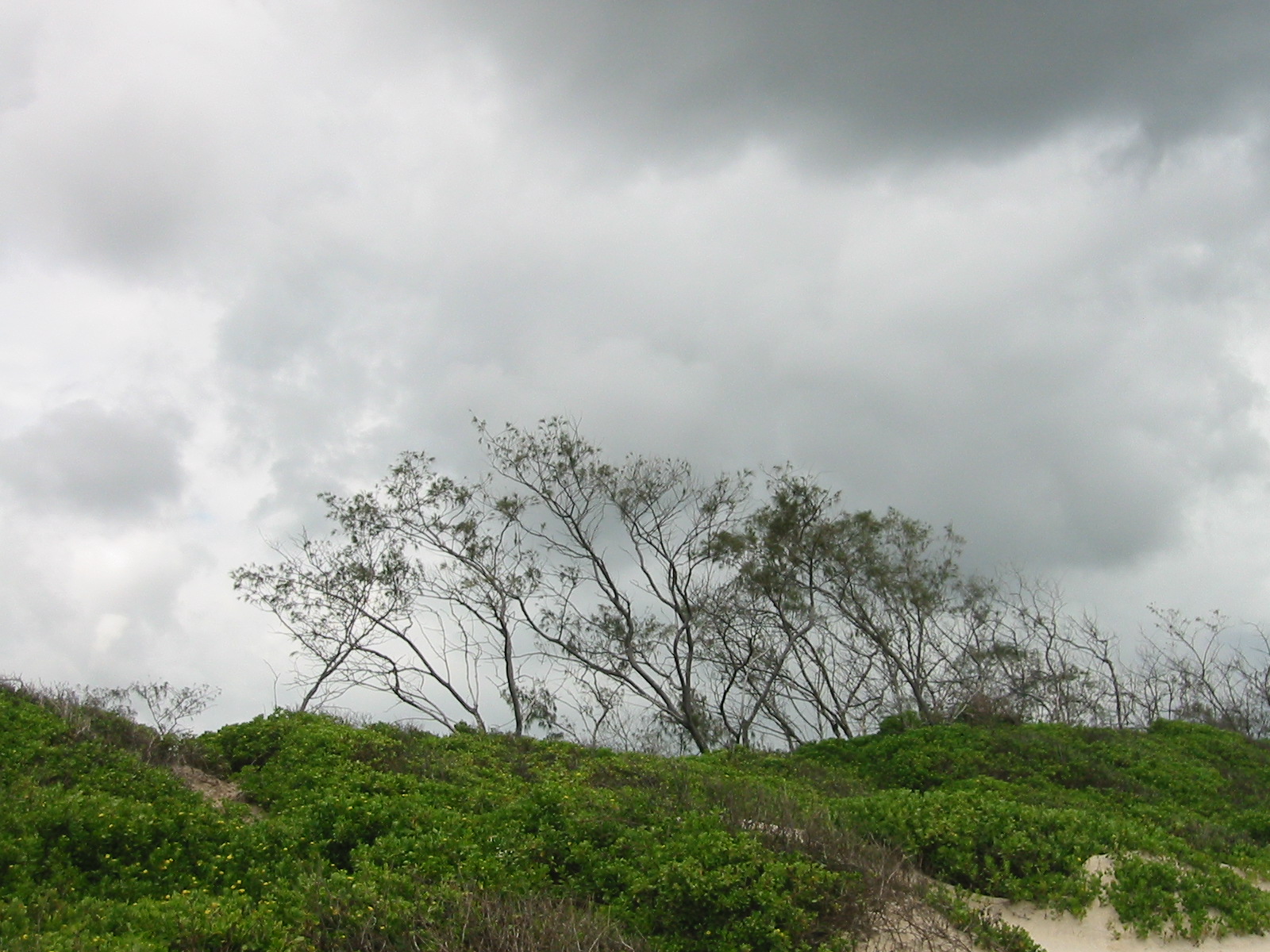 Cloudy Day Branches