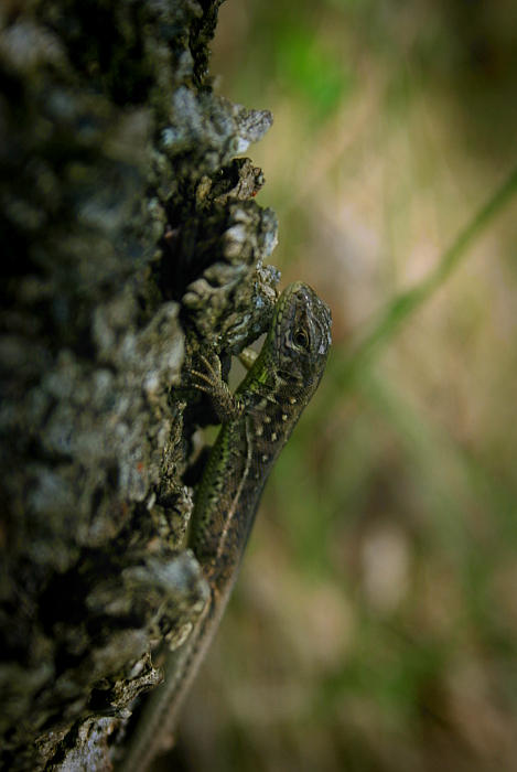 Liz Insect Liz the lizard by viva-vanilla on DeviantArt