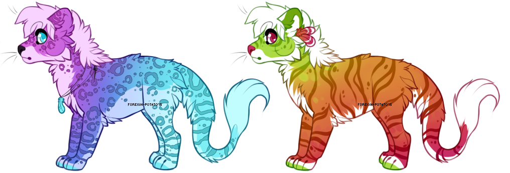 Colorful Wildcat Kiamaras - Speedy Auction!