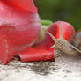 Snail