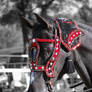 Red Beauty 'Head shot'