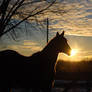 Sunset Horse