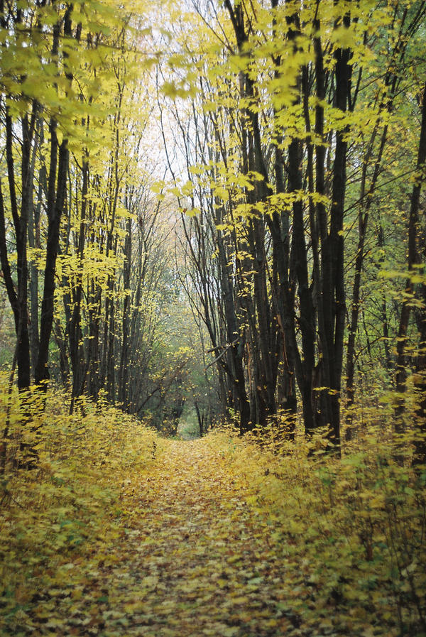Waid Tree Wayside trees by SallySorbet on DeviantArt
