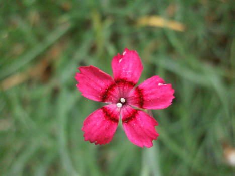 pink flower