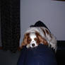 cavalier king charles.spaniel