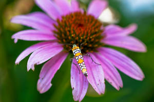 Macro Flower