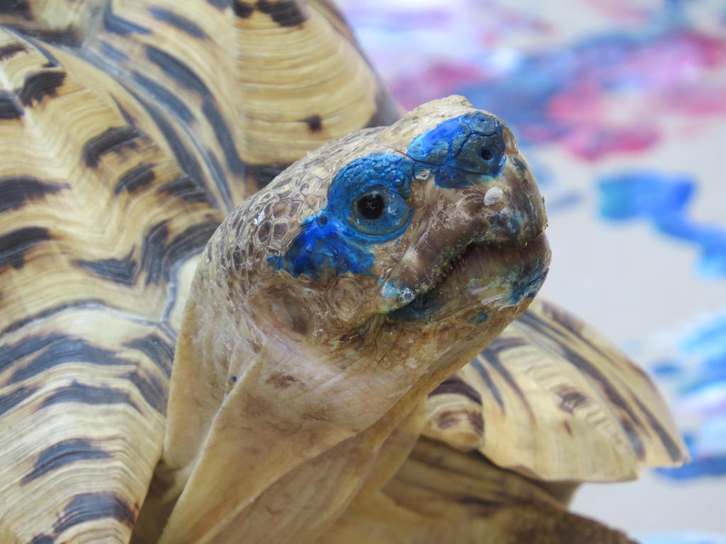 goth turtle by mheptner on DeviantArt