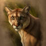 Cougar Study