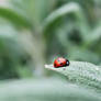 Ladybug