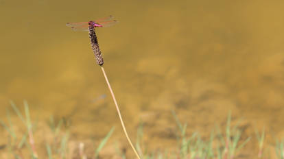 Dragonfly. B.