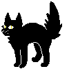black cat pix