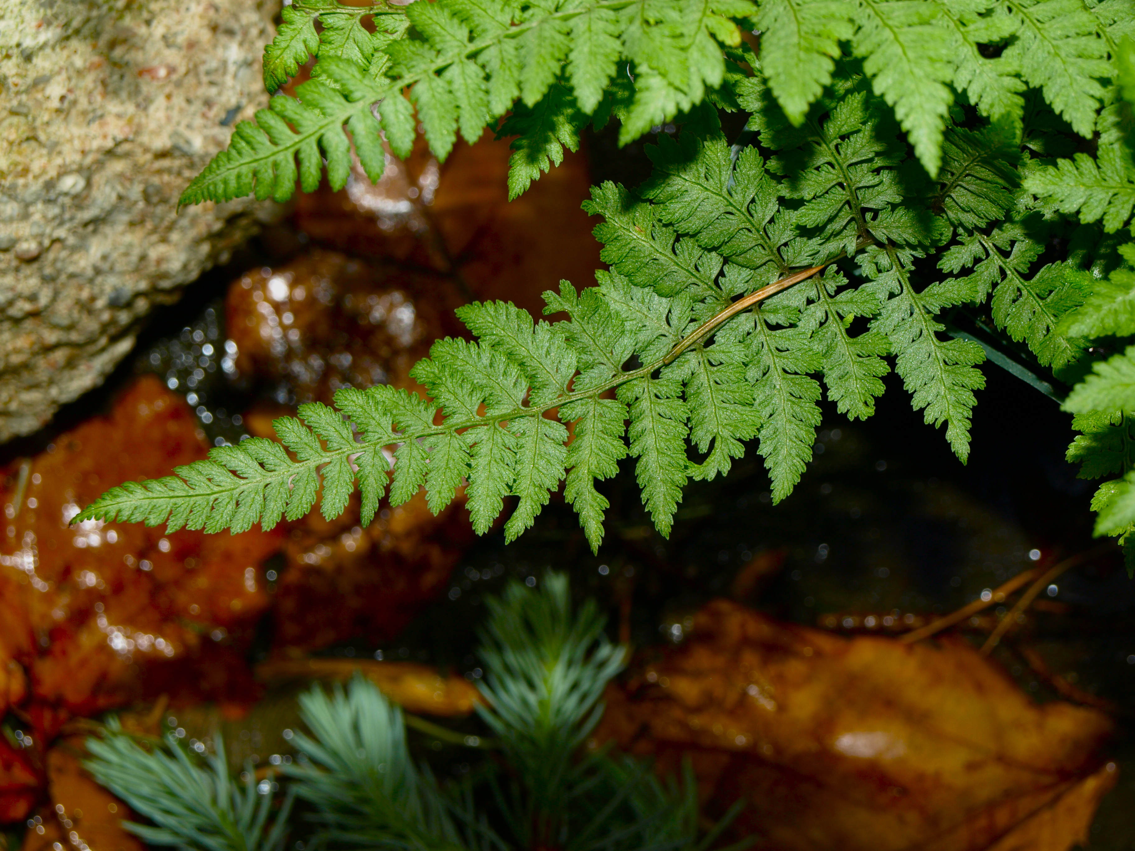 Ghost Fern