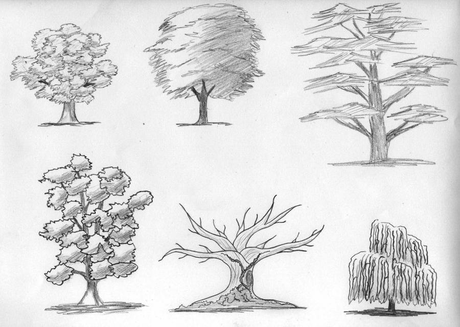 Как рисовать дерево. Дерево для рисования. Дерево рисунок карандашом. Этапы рисования дерева. Зарисовки деревьев разных пород.