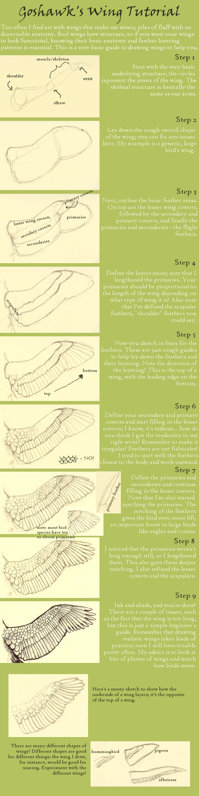 Basic Wing Tutorial by Goshawk on DeviantArt